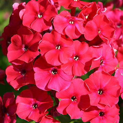 Флокс метельчатый Ред Райдинг Худ/Phlox paniculata Red Riding Hood С3