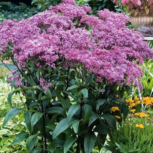 Посконник пурпурный/Eupatorium purpureum С3