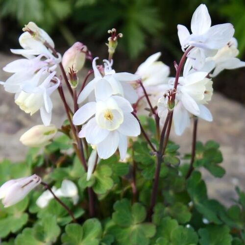 Аквилегия вееровидная Камео Вайт/Aquilegia flabellata Cameo White С3
