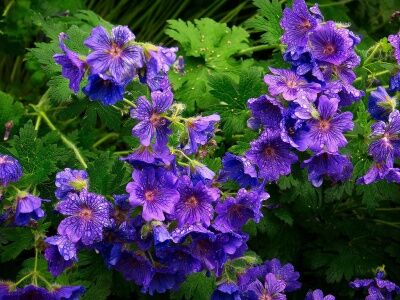 Герань великолепная Роузмор/Geranium magnificum Rosemoor С3