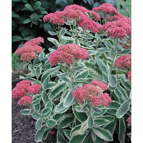 Очиток телефиум Отум Шарм/Sedum telephium Autumn Charm С3