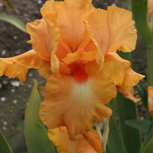 Ирис бородатый (германский) Робусто/Iris germanica Robusto С3