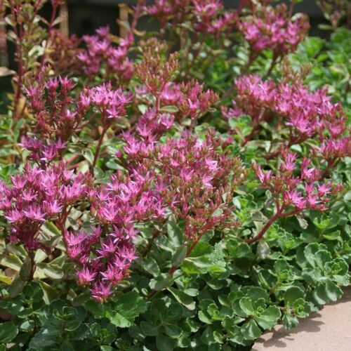 Очиток ложный/Sedum spurium С3