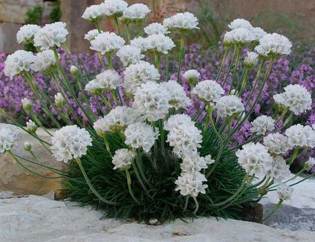Армерия приморская Альба/Armeria maritima Alba С3