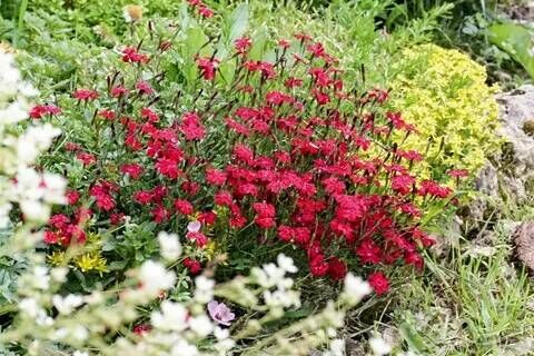 Гвоздика травянка Бриллиант/Dianthus deltoids Brilliant Р 1,5