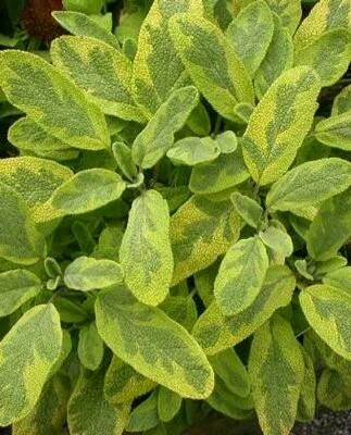 Шалфей (сальвия) лекарственный Иктерина/Salvia officinalis Icterina С3
