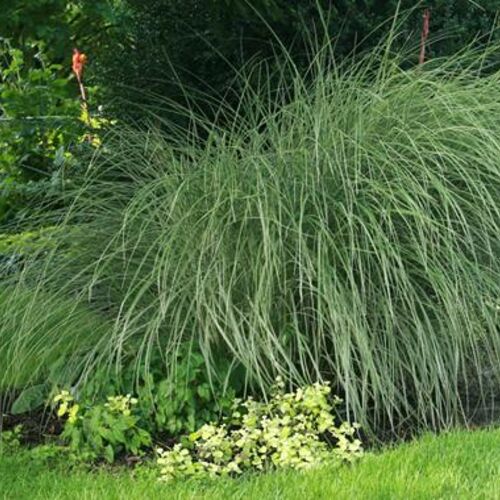 Мискантус китайский Монинг Лайт/Miscanthus sinensis Morning Light С3
