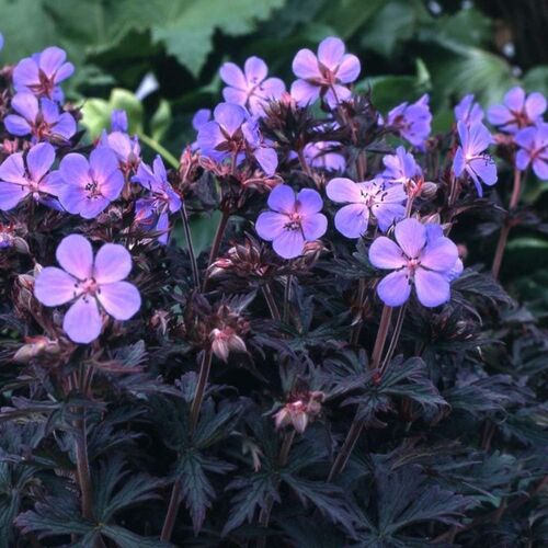 Герань луговая Блэк Бьюти/Geranium pratense Black Beauty С3