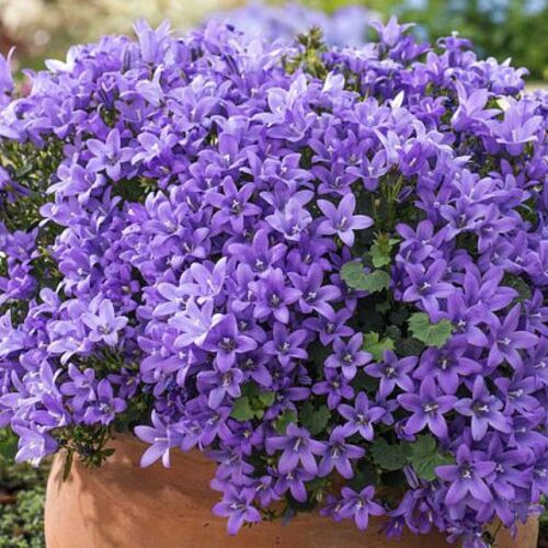 Колокольчик Портеншлага/Campanula portenschlagiana С3