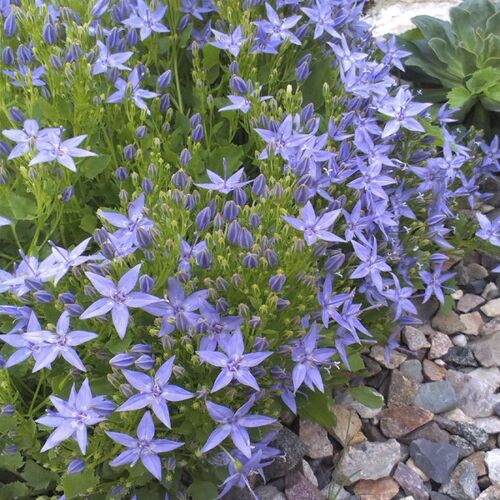 Колокольчик гарганский/Campanula garganica С3