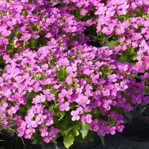Арабис кавказский Розеа/Arabis caucasica Rosea С3