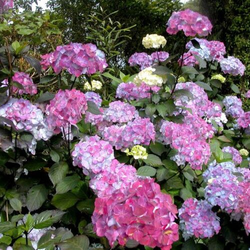 Гортензия пильчатая Прециоза/Hydrangea serrata Preziosa 20-30 С2