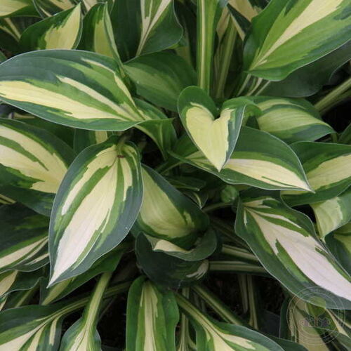 Хоста гибридная Лейксайд Литл Тафт/Hosta hybrid Lakeside Little Tuft Р1,5