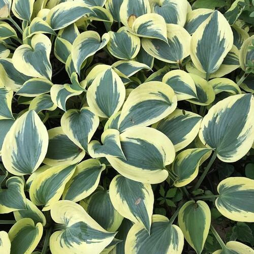 Хоста гибридная Отэм Фрост/Hosta hybrid Autumn Frost Р1,5