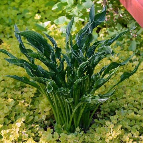 Хоста гибридная Прэинг Хендс/Hosta hybrid Praying Hands Р1,5