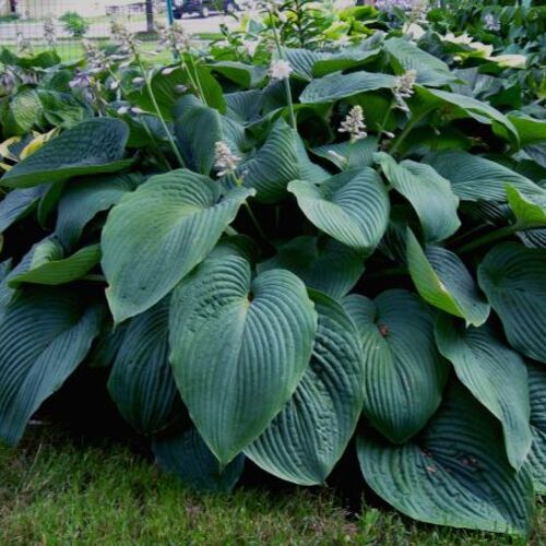 Хоста гибридная Ти Рекс/Hosta hybrid T Rex Р1,5