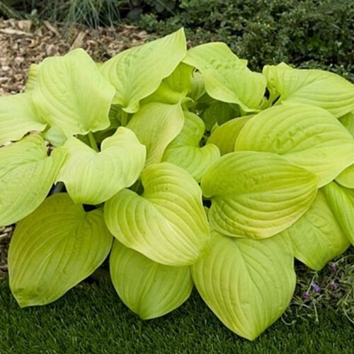 Хоста гибридная Тортилла Чип/Hosta hybrid Tortilla Chip Р1,5