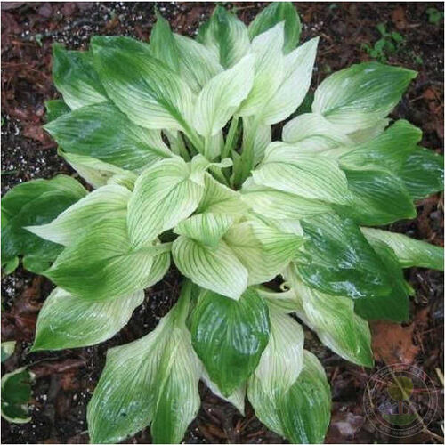 Хоста гибридная Уайт Фезер/Hosta hybrid White Feather Р1,5