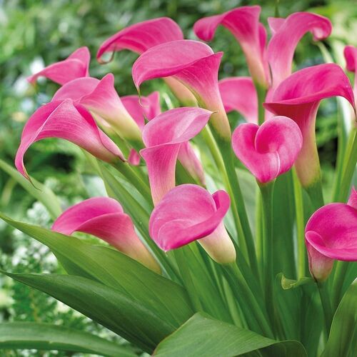 Калла Реманни Гарнет Глоу /Calla rehmannii Garnet Glou P2