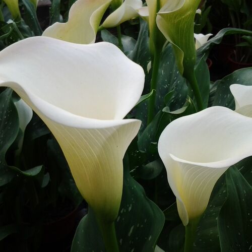 Калла Реманни Уайт Флирт /Calla rehmannii White Flirt P2