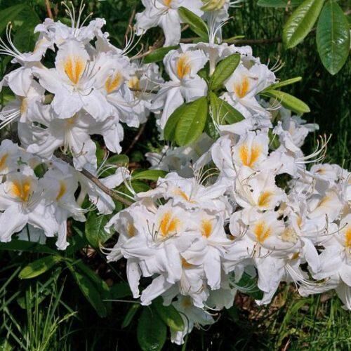 Рододендрон листопадный Шнееголд/Rhododendron luteum Schneegold С5