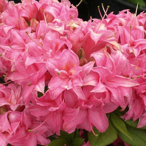 Рододендрон листопадный Хоумбуш/Rhododendron luteum Homebush С5