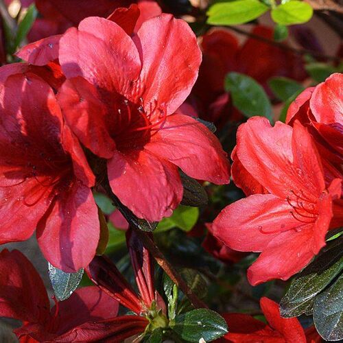 Рододендрон листопадный Джуанита/Rhododendron luteum Juanita С5