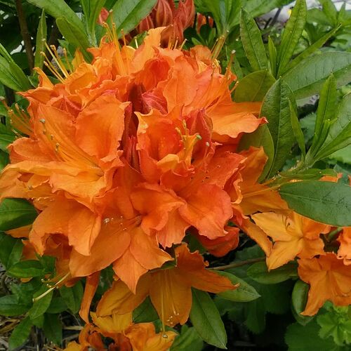 Рододендрон листопадный Глоуинг Эмберс/Rhododendron luteum Glowing Embers С5