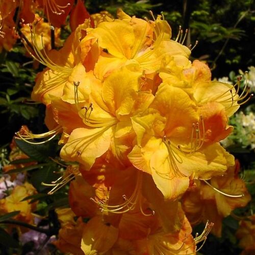 Рододендрон листопадный  Клондайк/Rhododendron Lights Klondyke С5