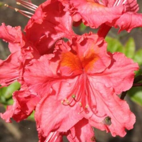 Рододендрон листопадный  Зарина/Rhododendron Lights Sarina С5