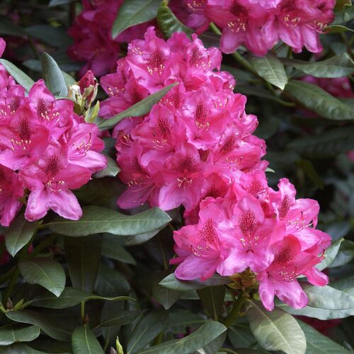 Рододендрон катевбинский Нова Зембла/Rhododendron catawbiense Nova Zembla 90-110 С90