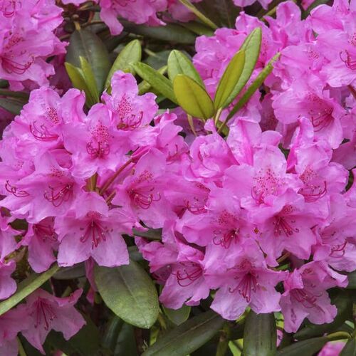 Рододендрон гибридный Гаага/Rhododendron hybrid Haaga С3