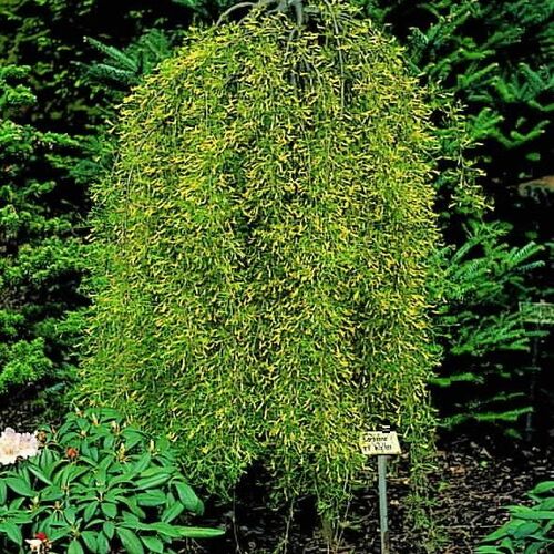 Карагана древовидная Уолкер/Caragana arborescens Walker 100-120 C5