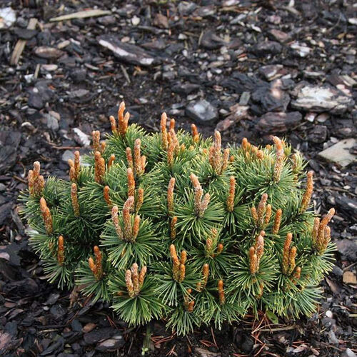Сосна горная Хампи/Pinus mugo Humpy Ра40 С5