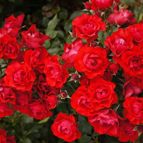 Роза флорибунда Блэк Форест Роуз/Black Forest Rose С6