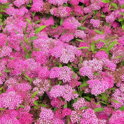 Спирея японская Сафо/Spiraea japonica Sapho 20-30 C5