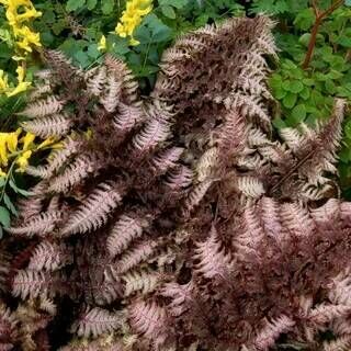 Кочедыжник (папоротник) ниппонский Бургунди Лейс/Athyrium nipponicum Burgundy Lace Р1,5