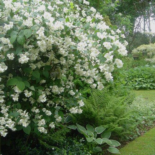 Чубушник Лемуана (гибридный)/Philadelphus × lemoinei 20-40 C2