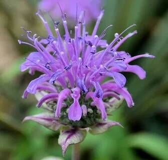 Монарда гибридная Мохоук/Monarda hybrida Mohawk Р1,5
