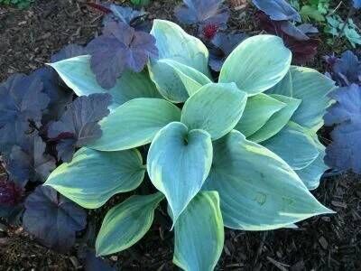 Хоста гибридная Блю Флейм/Hosta hybrid Blue Flame Р1,5