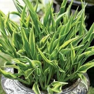 Хоста гибридная Хэндс Ап/Hosta hybrid Hands Up Р1,5