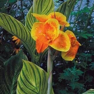 Канна Претория/Canna Pretoria С3