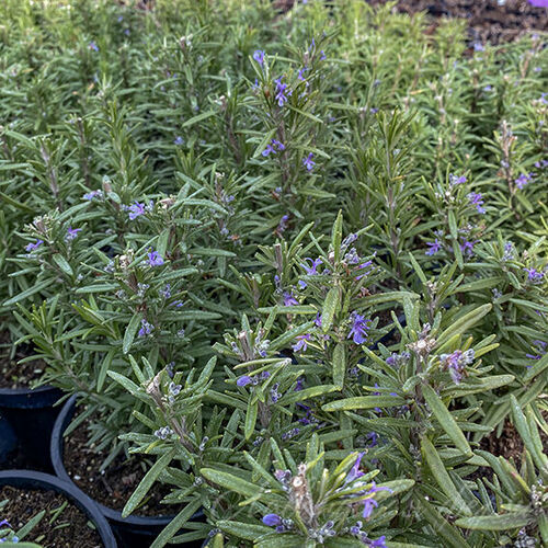 Розмарин лекарственный Абраксас/Rosmarinus officinalis Abraxas Р1,5