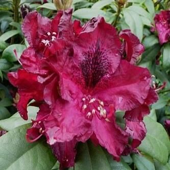 Рододендрон катевбинский Мари Форте/Rhododendron catawbiense Marie Forte 40-60 С3
