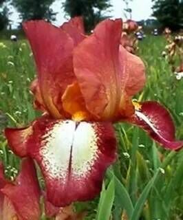 Ирис бородатый (германский) Римфайер/Iris germanica Rimfire Р1,5
