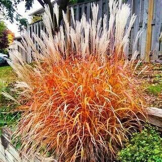 Мискантус китайский Пурпуресценс/Miscanthus sinensis Purpurascens Р1,5