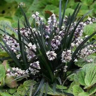 Офиопогон плоскострелый Нигер/Ophiopogon planiscapus Niger Р1,5