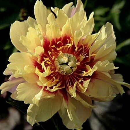 Пион ИТО гибрид Бордер Шарм/Paeonia Itoh-hybrid Border Charm С5