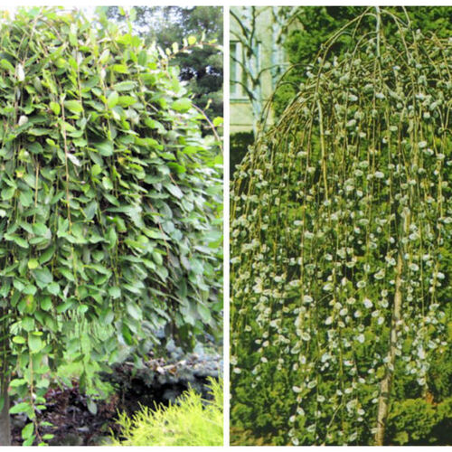 Ива козья Кильмарнок/Salix caprea Kilmarnock Ра120 С3