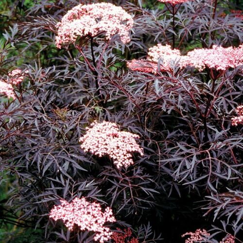 Бузина чёрная Блек Лейс Ева/Sambucus nigra Black Lace Eva PBR С2